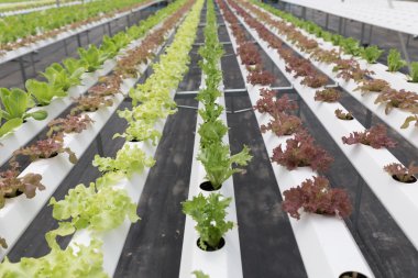 marul hydroponic sebze Tarım Çiftlik tarımı