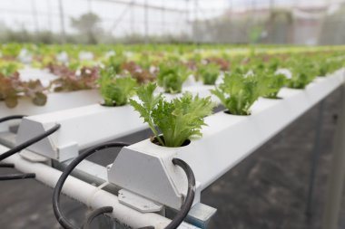 marul hydroponic sebze Tarım Çiftlik tarımı