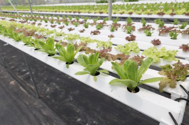 marul hydroponic sebze Tarım Çiftlik tarımı