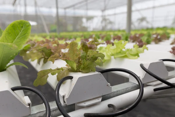 Insalata idroponica orticoltura in azienda agricola — Foto Stock