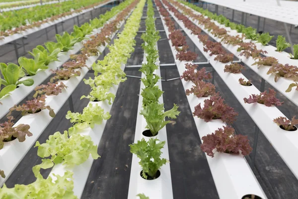 Marul hydroponic sebze Tarım Çiftlik tarımı — Stok fotoğraf