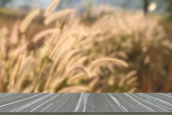 Τομέας λιβαδιών Poaceae λουλούδι — Φωτογραφία Αρχείου