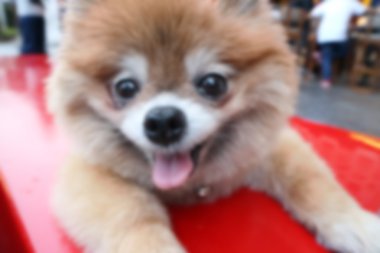 Pomeranian köpek kırmızı sandalye, bulanıklık ve odak oturan