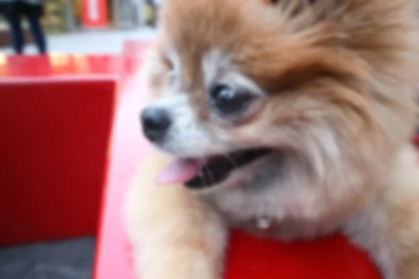 흐림, defocus, 빨간의 자에 앉아 Pomeranian 개 — 스톡 사진