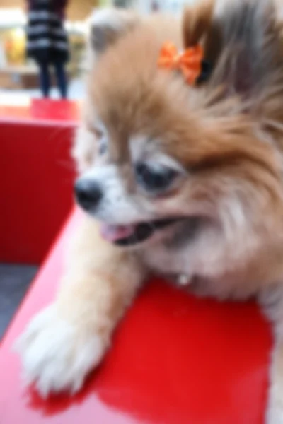 흐림, defocus, 빨간의 자에 앉아 Pomeranian 개 — 스톡 사진