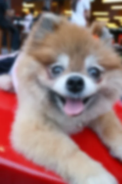 흐림, defocus, 빨간의 자에 앉아 Pomeranian 개 — 스톡 사진