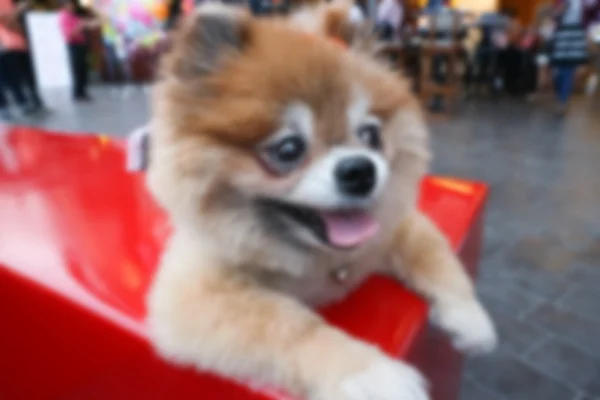 흐림, defocus, 빨간의 자에 앉아 Pomeranian 개 — 스톡 사진
