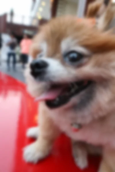Pomerániai kutya ülő vörös szék, blur és defocus — Stock Fotó
