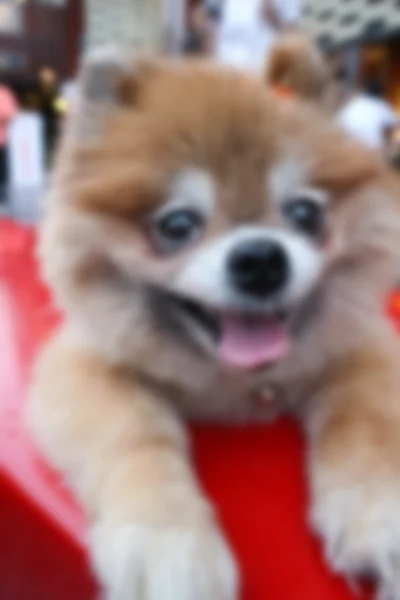 흐림, defocus, 빨간의 자에 앉아 Pomeranian 개 — 스톡 사진