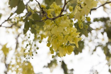 altın duş çiçek açan çiçek 