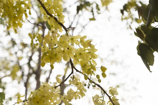 Flor floreciente de lluvia dorada —  Fotos de Stock