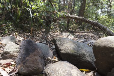 ormanda yürüyüş veya trekking için tepe üzerinde iz