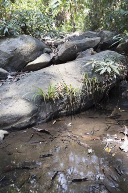 ormanda yürüyüş veya trekking için tepe üzerinde iz