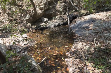 ormanda yürüyüş veya trekking için tepe üzerinde iz