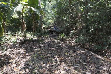 Doi Suthep Milli Parkı ormanında trekking fiyatı