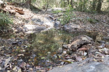 ormanda yürüyüş veya trekking için tepe üzerinde iz