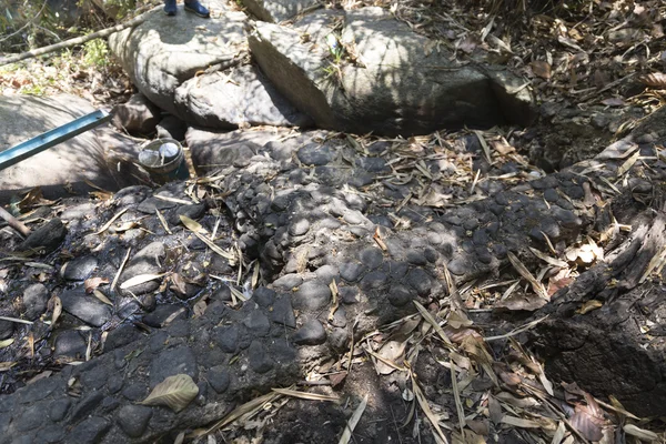 Weir na floresta em seca — Fotografia de Stock