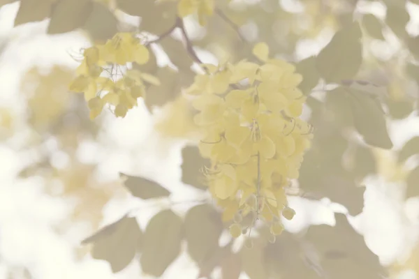 Flor floreciente de árbol de ducha de oro —  Fotos de Stock