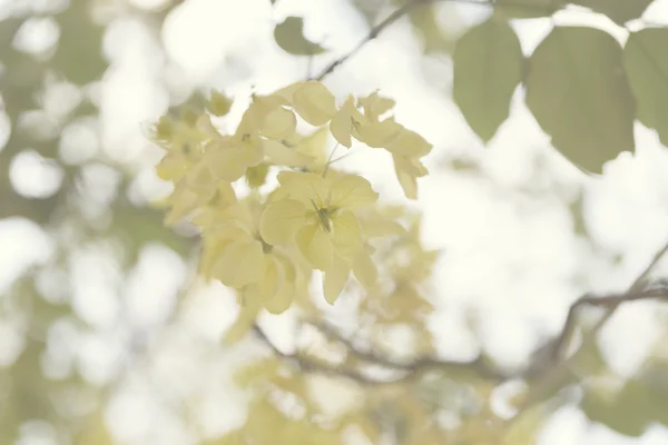 Flor floreciente de árbol de ducha de oro —  Fotos de Stock