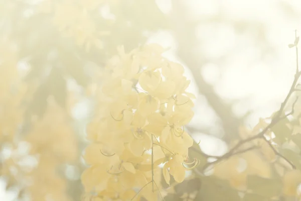 Kwitnący kwiat drzewa złoty deszcz — Zdjęcie stockowe