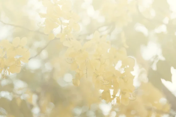 Flor floreciente de árbol de ducha de oro —  Fotos de Stock