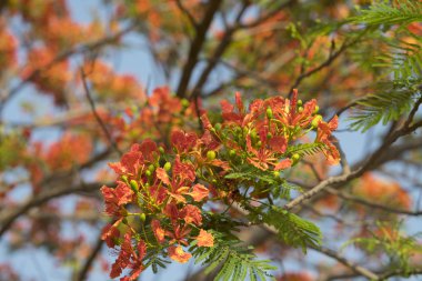 alev ağacı çiçek açan tavus kuşu çiçeği
