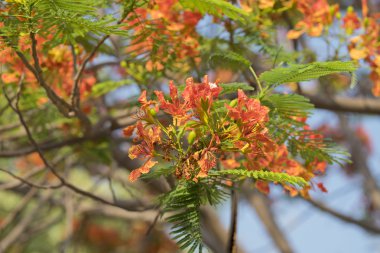 alev ağacı çiçek açan tavus kuşu çiçeği