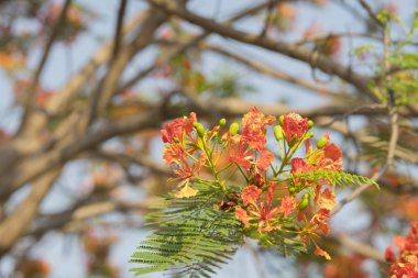 alev ağacı çiçek açan tavus kuşu çiçeği