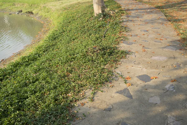 Allée au bord de l'étang dans le parc — Photo