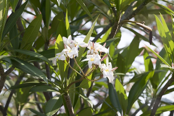 Fioritura fiori Frangipani — Foto Stock