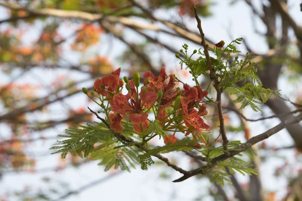 Fleur de paon fleurie de l'arbre de flamme — Photo