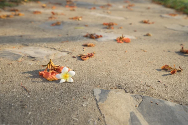 Flower on walkway in park — Stock Photo, Image