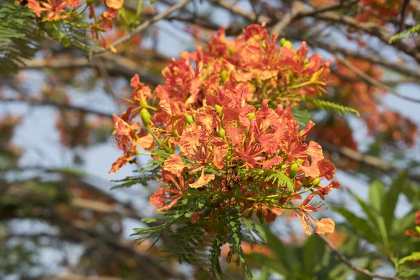 alev ağacı çiçek açan tavus kuşu çiçeği