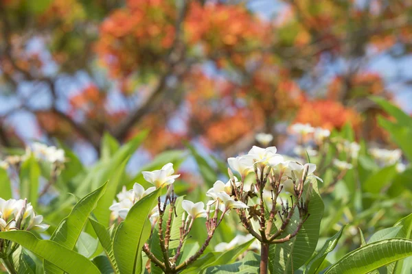 Цветущие цветы Франжипани — стоковое фото