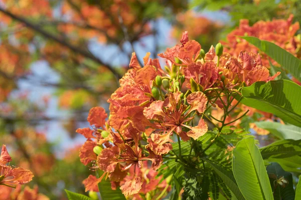 Flor de pavão florescente de árvore de chama — Fotografia de Stock