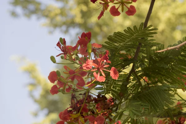 alev ağacı çiçek açan tavus kuşu çiçeği