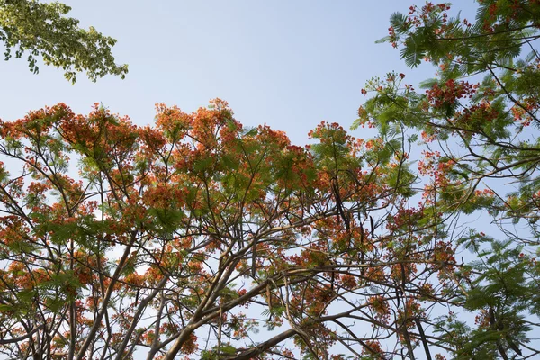 Flor del pavo real flor del árbol de la llama — Foto de Stock