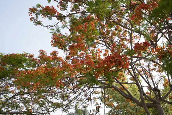 Flor del pavo real flor del árbol de la llama — Foto de Stock