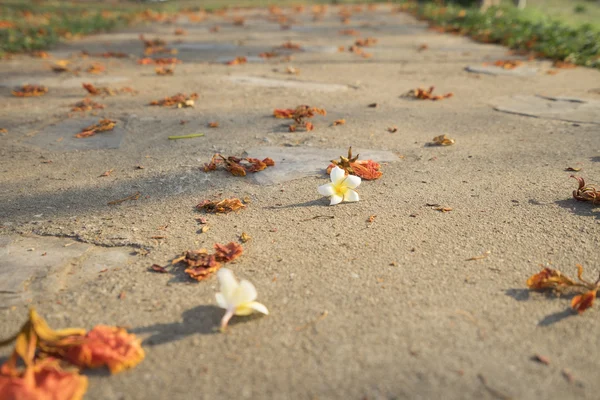 Flower on walkway in park — Stock Photo, Image