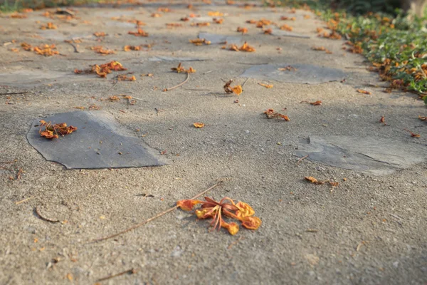 Flower on walkway in park — Stock Photo, Image