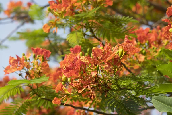 Квітуча павича квітка полум'я дерева — стокове фото