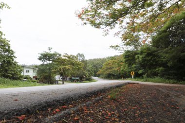 alev ağacı yolun yanında çiçek açan çiçek