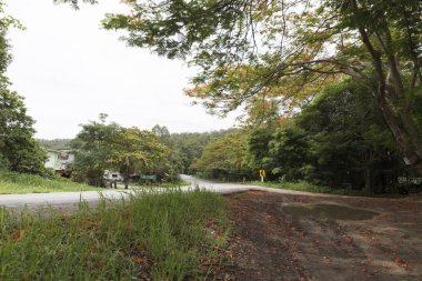 alev ağacı yolun yanında çiçek açan çiçek