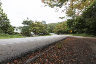 alev ağacı yolun yanında çiçek açan çiçek