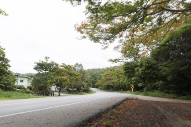 alev ağacı yolun yanında çiçek açan çiçek