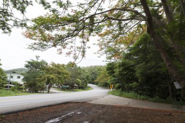 alev ağacı yolun yanında çiçek açan çiçek