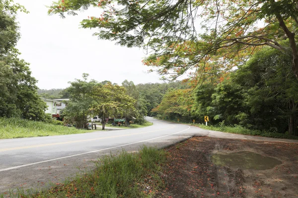 alev ağacı yolun yanında çiçek açan çiçek