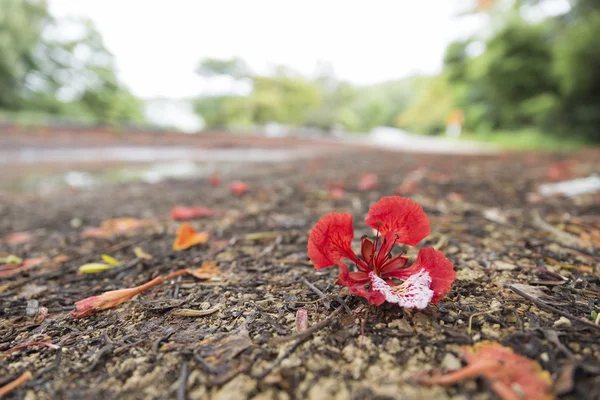 Blooming flower of flame tree beside the road — Stock Photo, Image