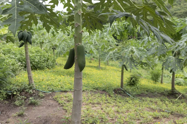 Papaya tree in orchard — Stock Photo, Image