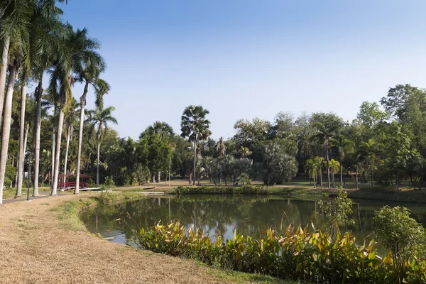 Tall palm tree beside the pond in the park — Stock Photo, Image